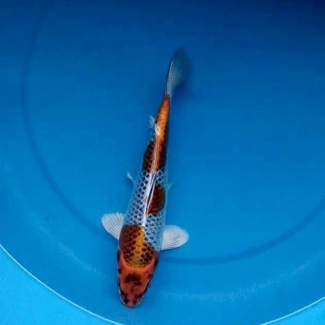 HI KUJAKU 23 Cm