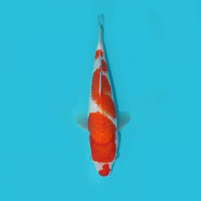 KOHAKU 20 CM
