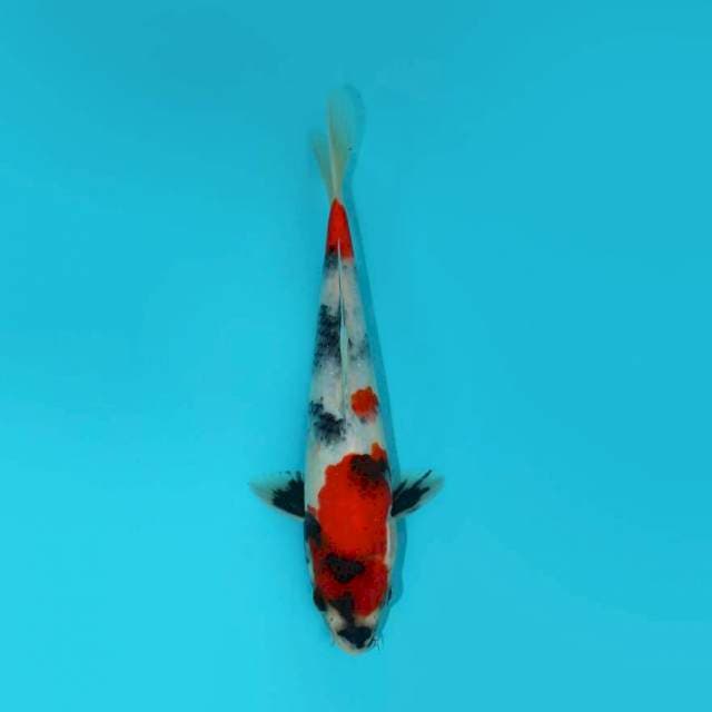 SHOWA TATEGOI 22 CM