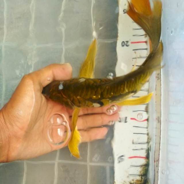 Aragoke kumpay 25cm.
