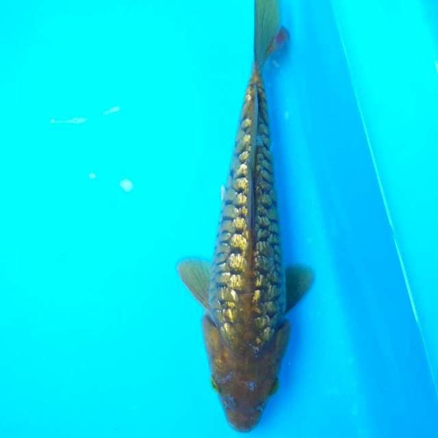 Aragoke full ginrin 23cm.