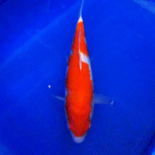 Kohaku 29cn