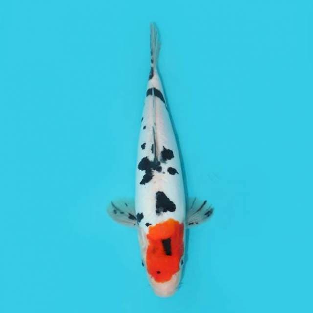 Tancho Showa 30 cm
