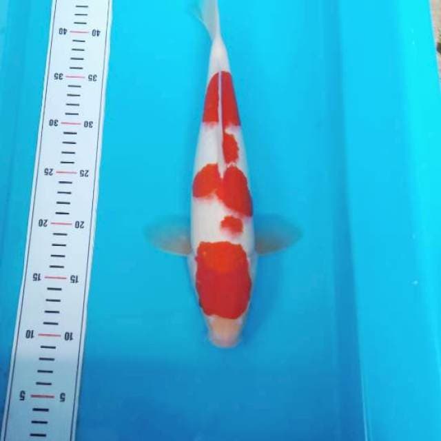 NJK - GOOD PATTERN KOHAKU