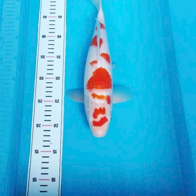 NJK - ANTIQUE KOHAKU