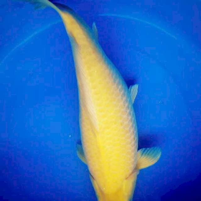 Karashi 44 Cm