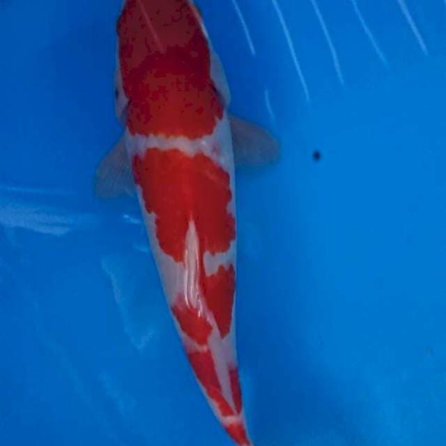 Kohaku