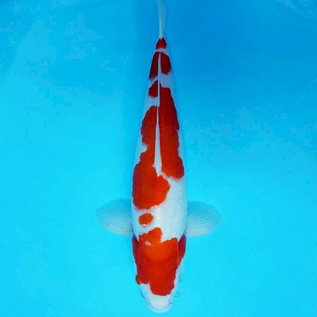 AKAI 9 - KOHAKU