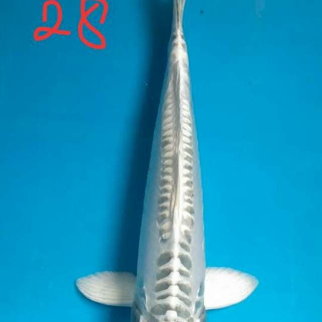 Antik 28