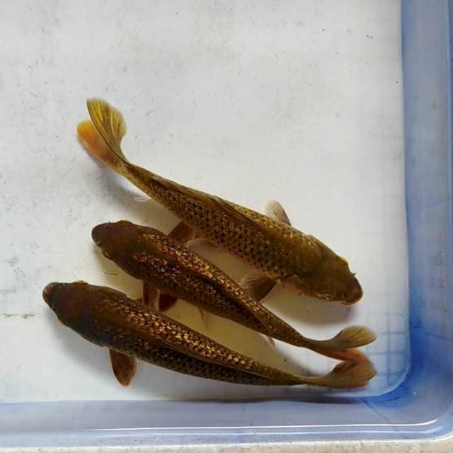 Ginrin penjinak kolam 24-26cm
