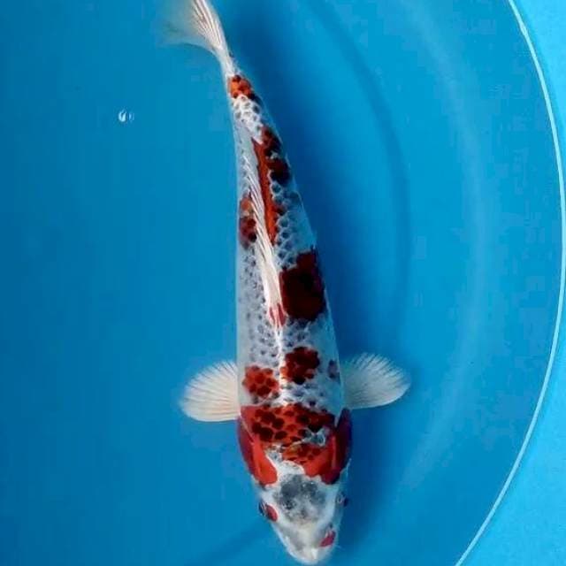 HI KUJAKU 26 Cm