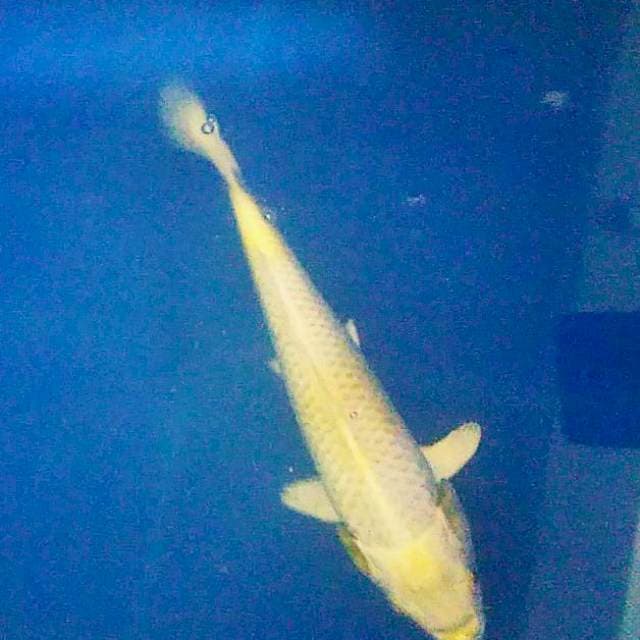 Hariwake 25cm
