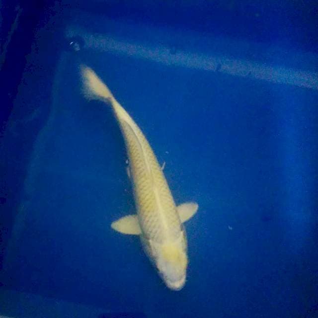 Hariwake 25cm