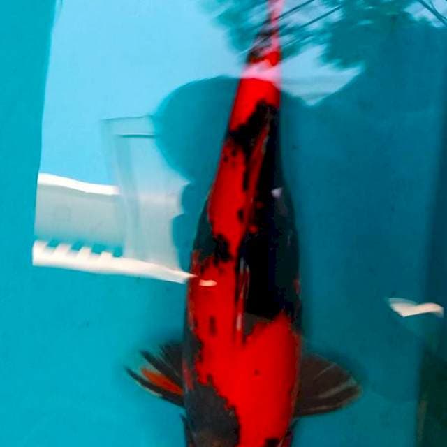 Hi Showa Utsuri
