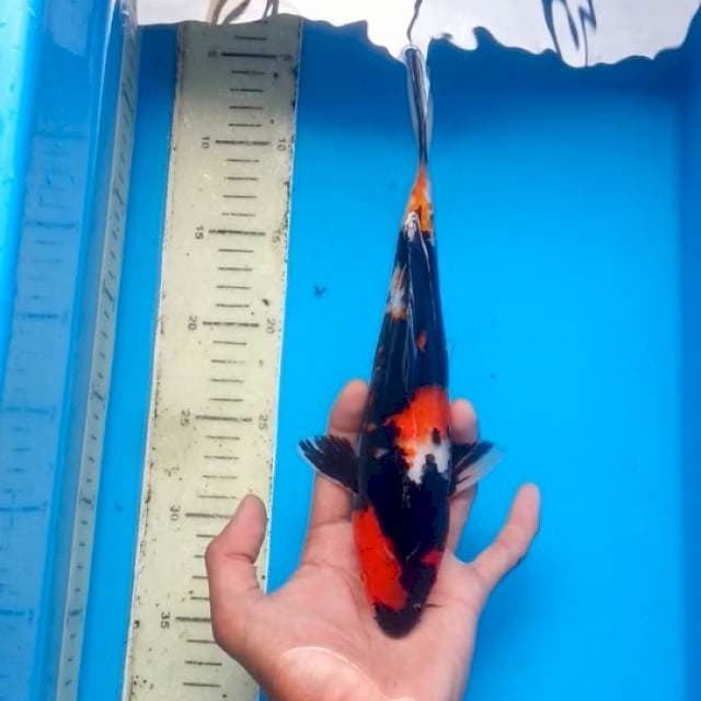 Showangar