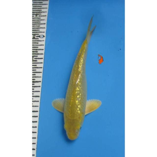 Midori kingirin 25 cm
