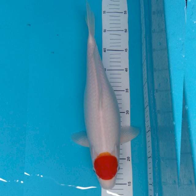 Tancho Kohaku Putih Salju