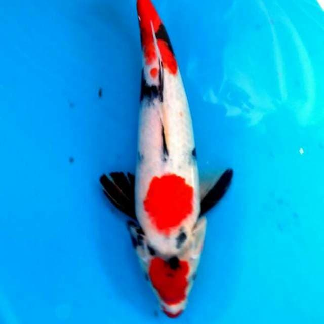 Showa maruten 34cm
