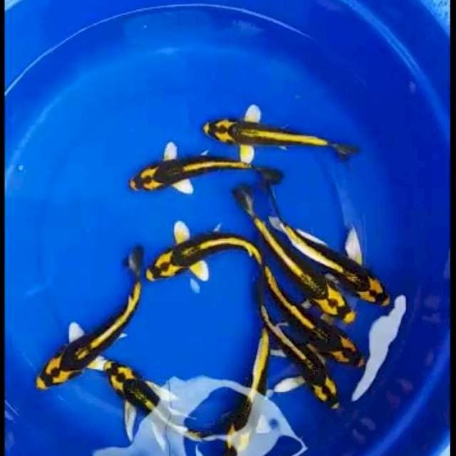 Kin Kabuto hikari & beberapa kumpay