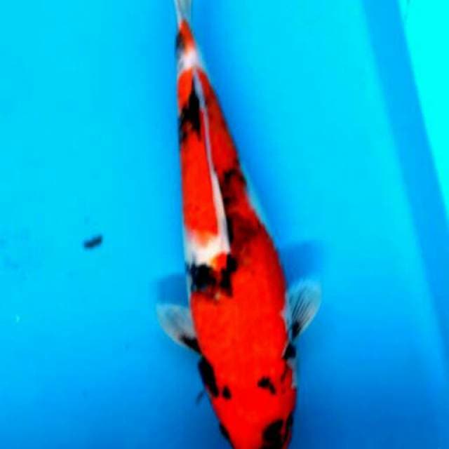 Showa 35cm
