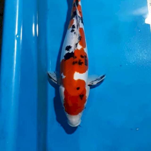 SANKE DOITSU 32 CM