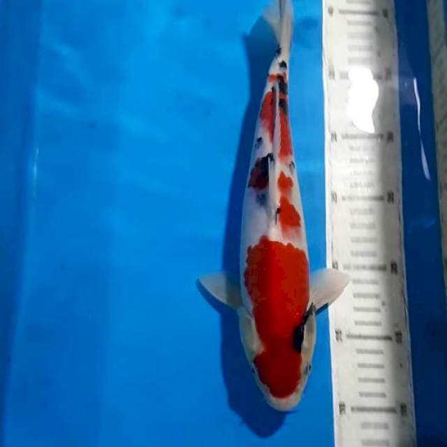 SANKE 30 CM