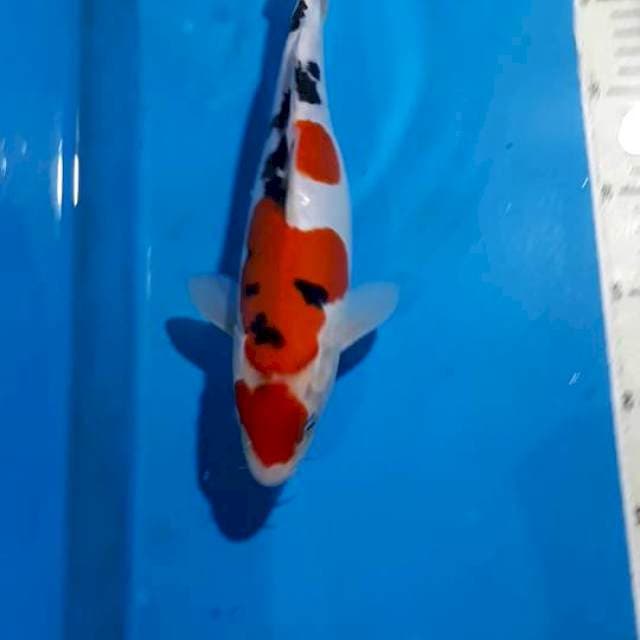 MARUTEN SANKE DOITSU 27 CM