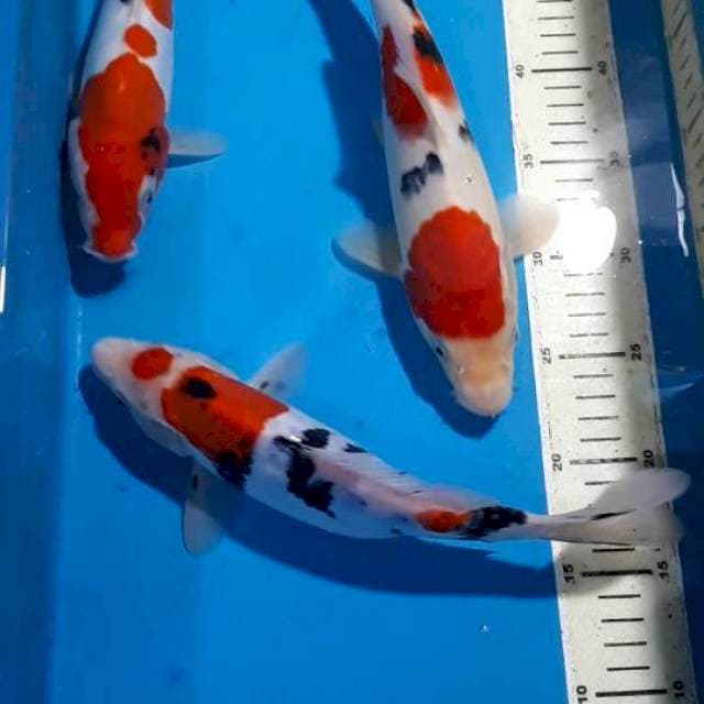 SANKE 26&29 CM