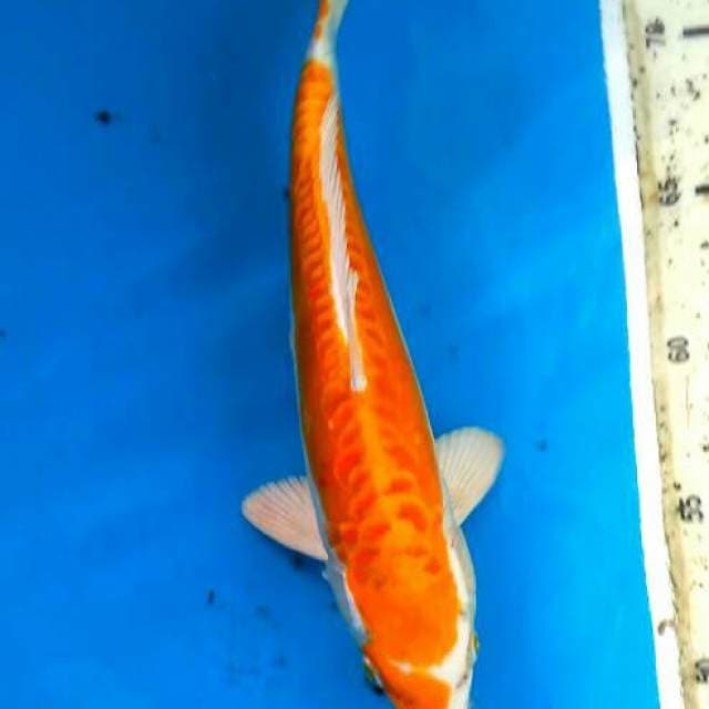 Hariwake 26cm