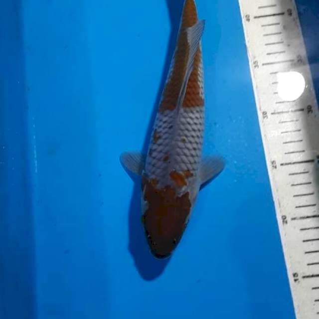 OCHIBA 29 CM