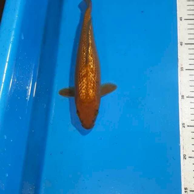CHAGOI TEMBAGA GINDRIN 27 CM