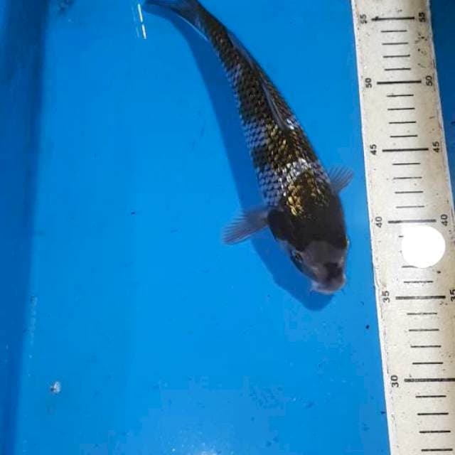 OCHIBA GINDRIN 25 CM
