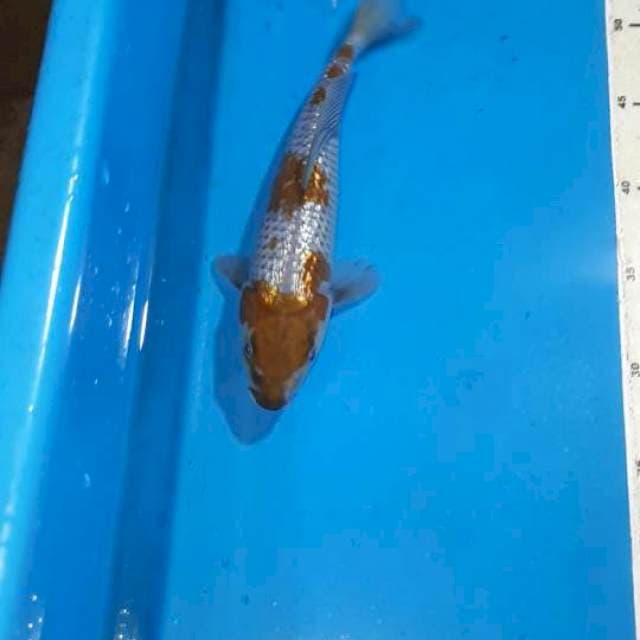 OCHIBA GINDRIN 26 CM