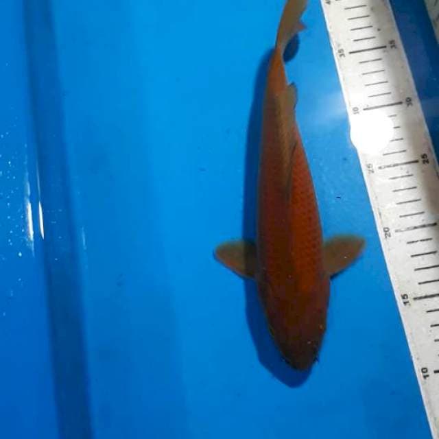 CHAGOI TEMBAGA 28 CM