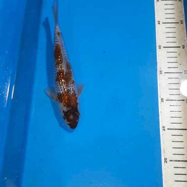 OCHIBA GINDRIN 23 CM