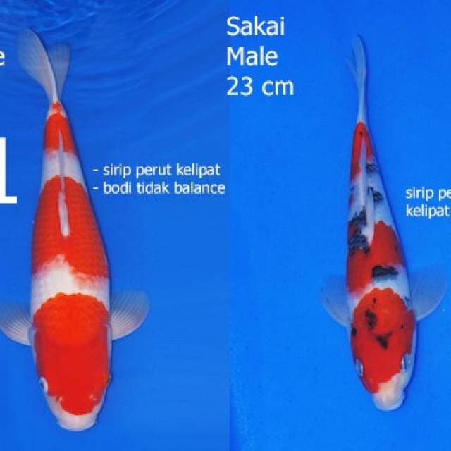 Kohaku sanke sakai