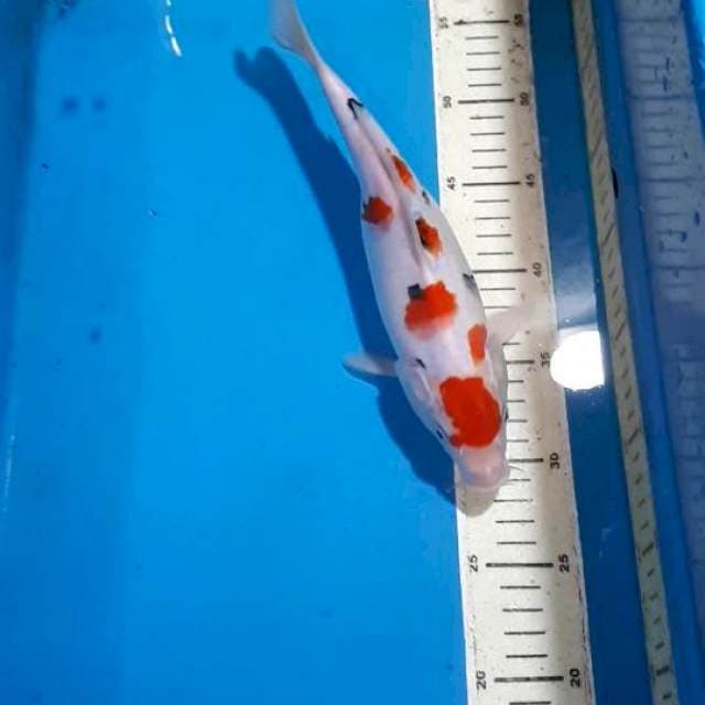 SANKE MARUTEN 26 CM