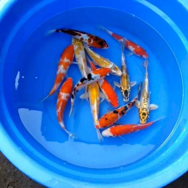 Paket super nano nano 13 ekor