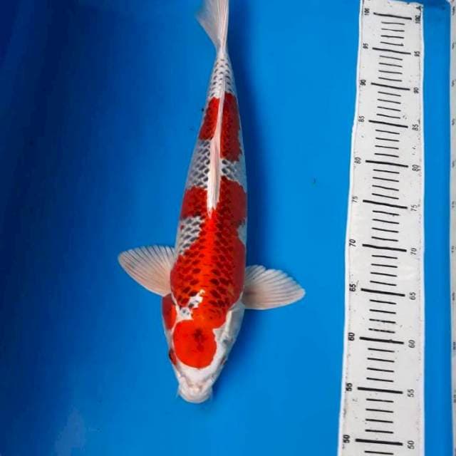 F1 KUJAKU SPORTY 47CM