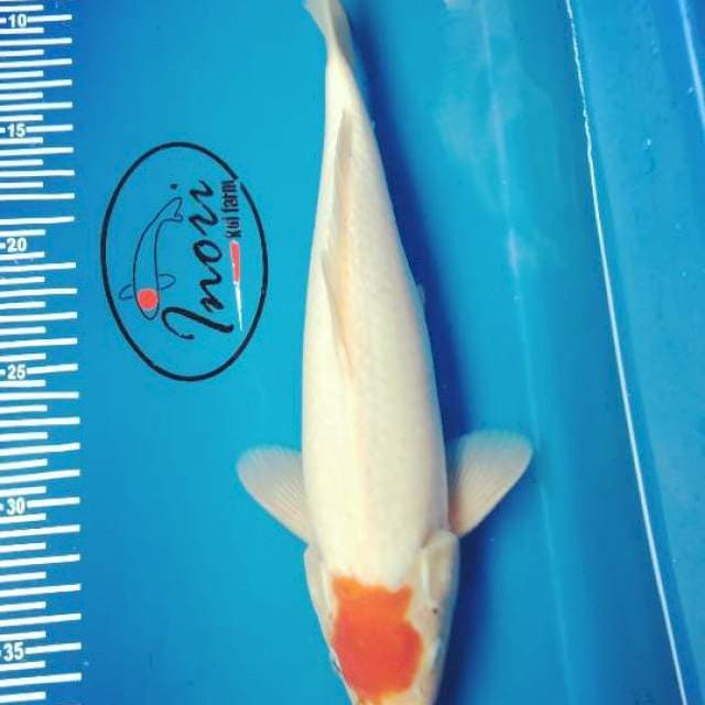 Tancho 29cm