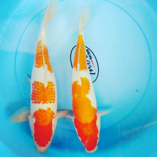Duo kohaku 31-30cm
