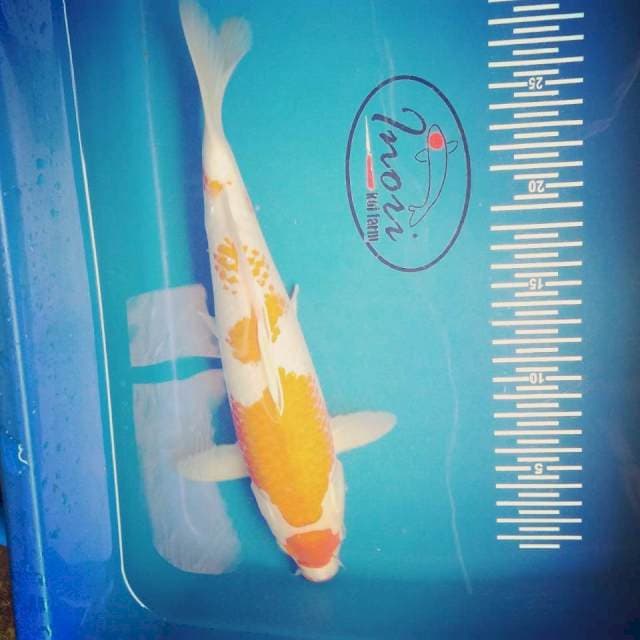 Kohaku 30cm