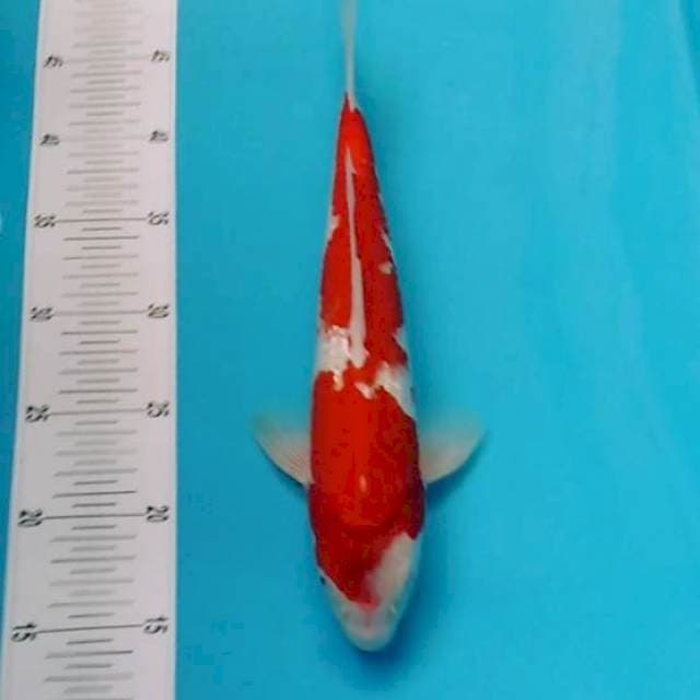 Original ginrin 32cm