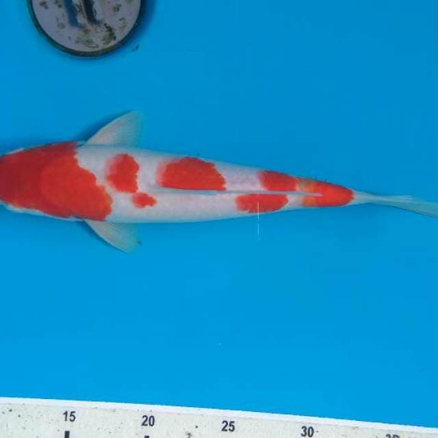 Kohaku HQ