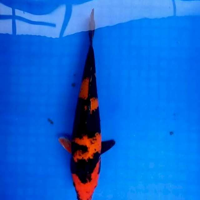 Utsuri