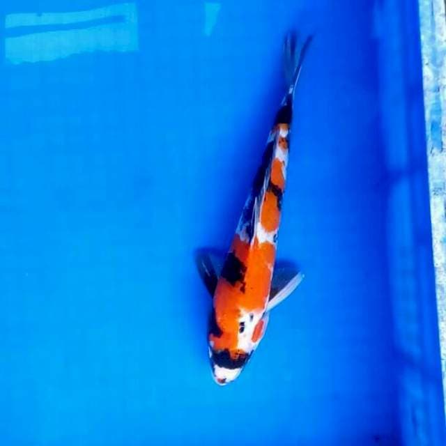 Showa