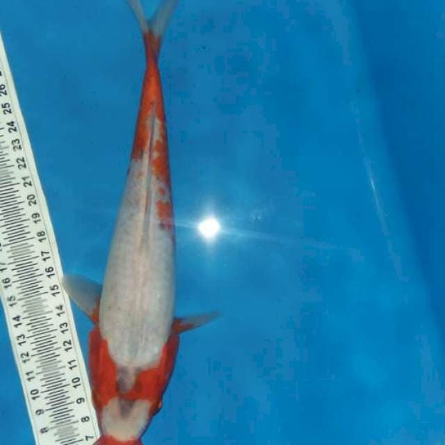 Koshuwi 24 cm