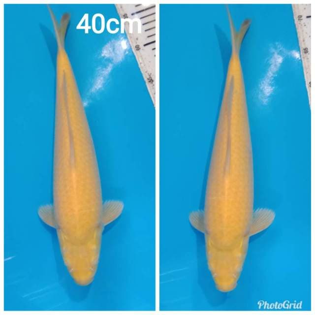 Super bulky berpunuj