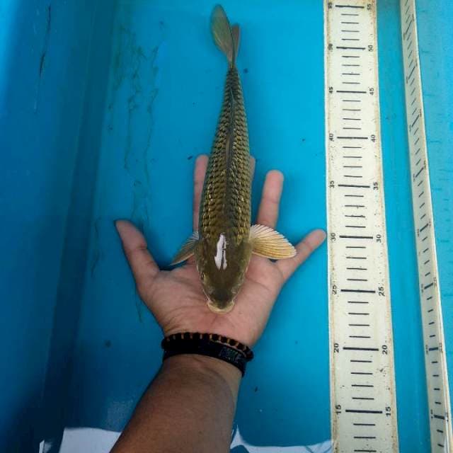 soragoi 30 cm