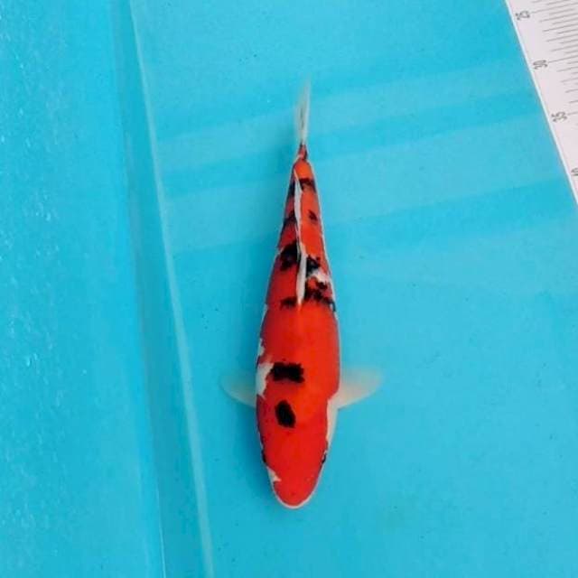 Sanke 30cm